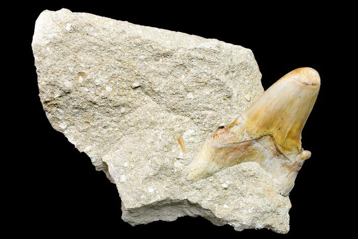 Otodus Shark Tooth Fossil in Rock - Eocene #161122